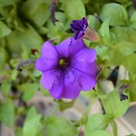 La Terrazza Di Cirico' בית כפרי